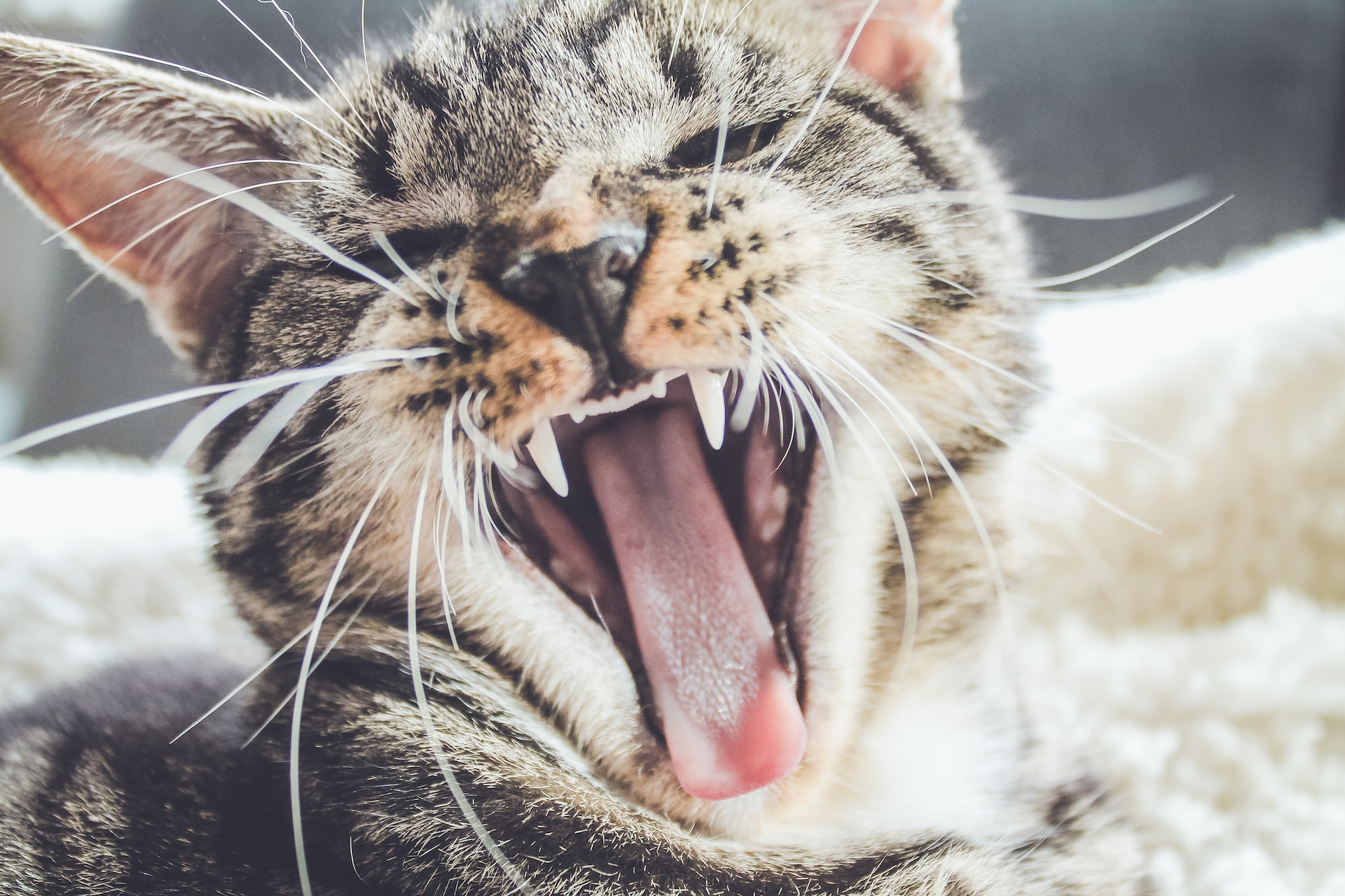 cat showing teeth