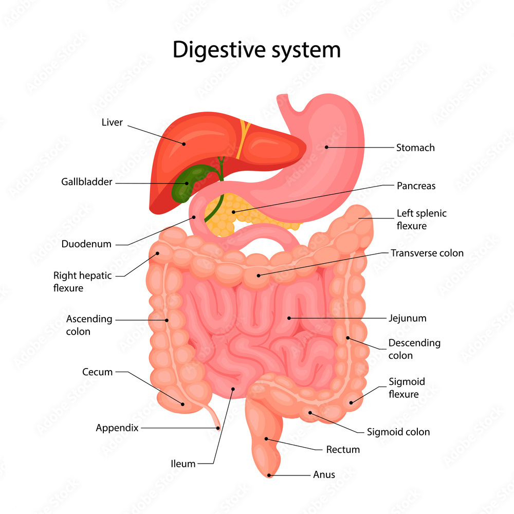 digestive system diagram