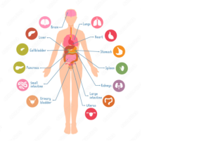 female body diagram