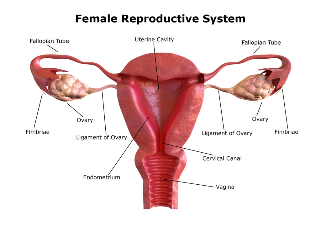 female reproductive system