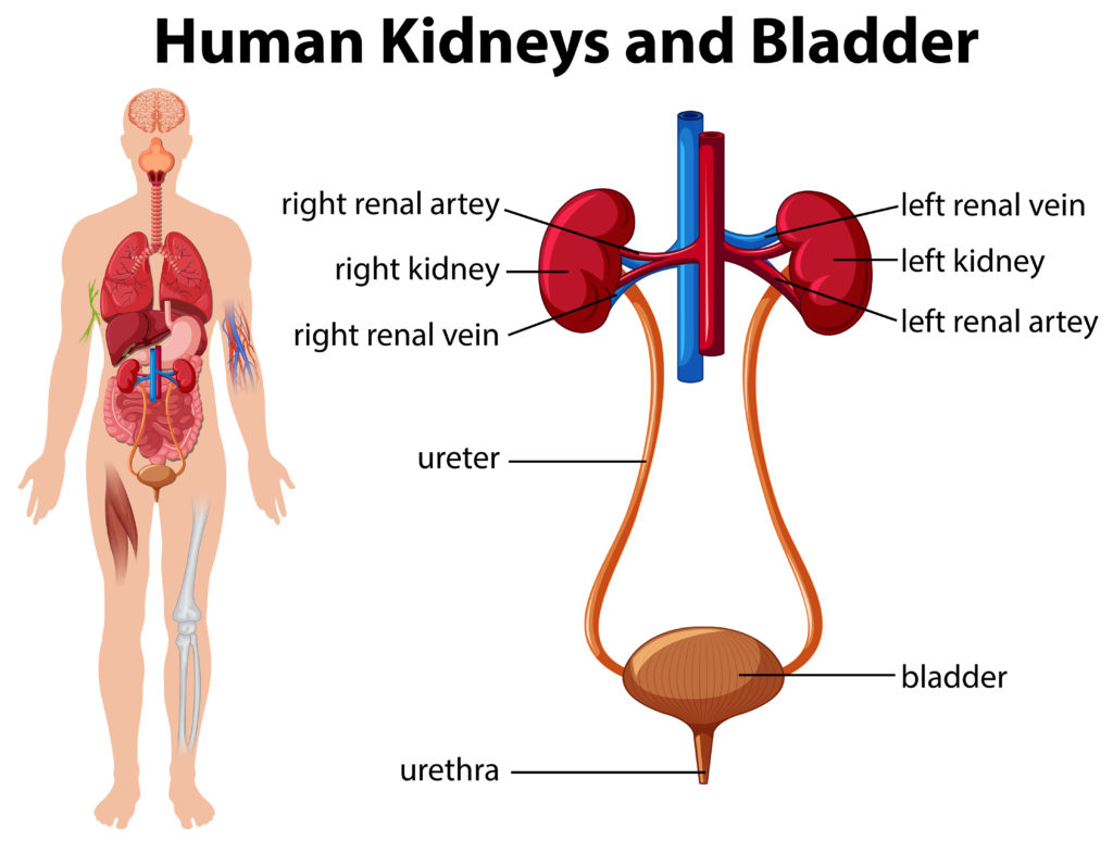 kidney bladder diagram