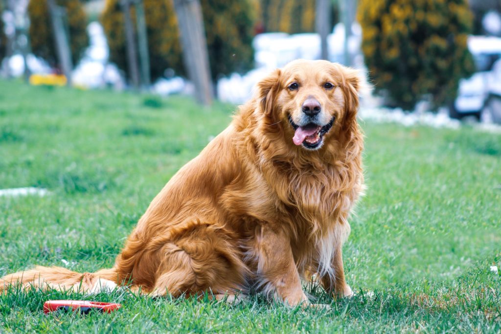 overweight pet health tests