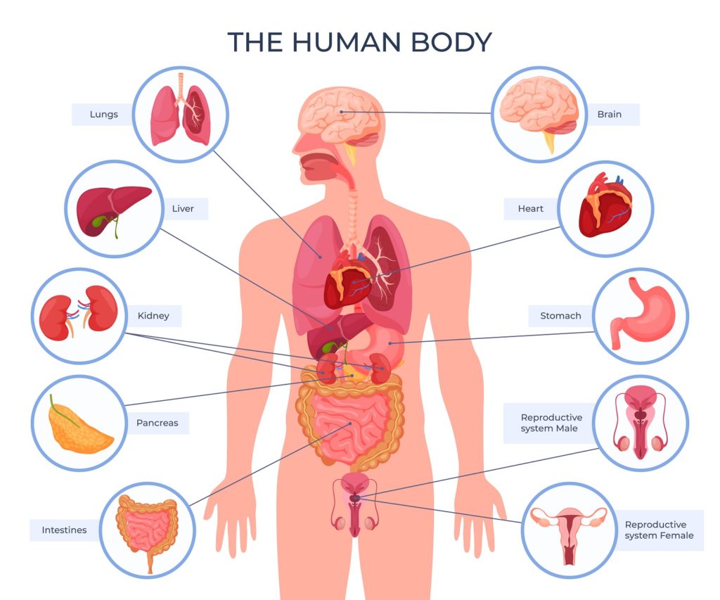 the human body