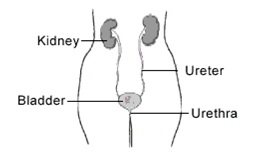 kidney_body