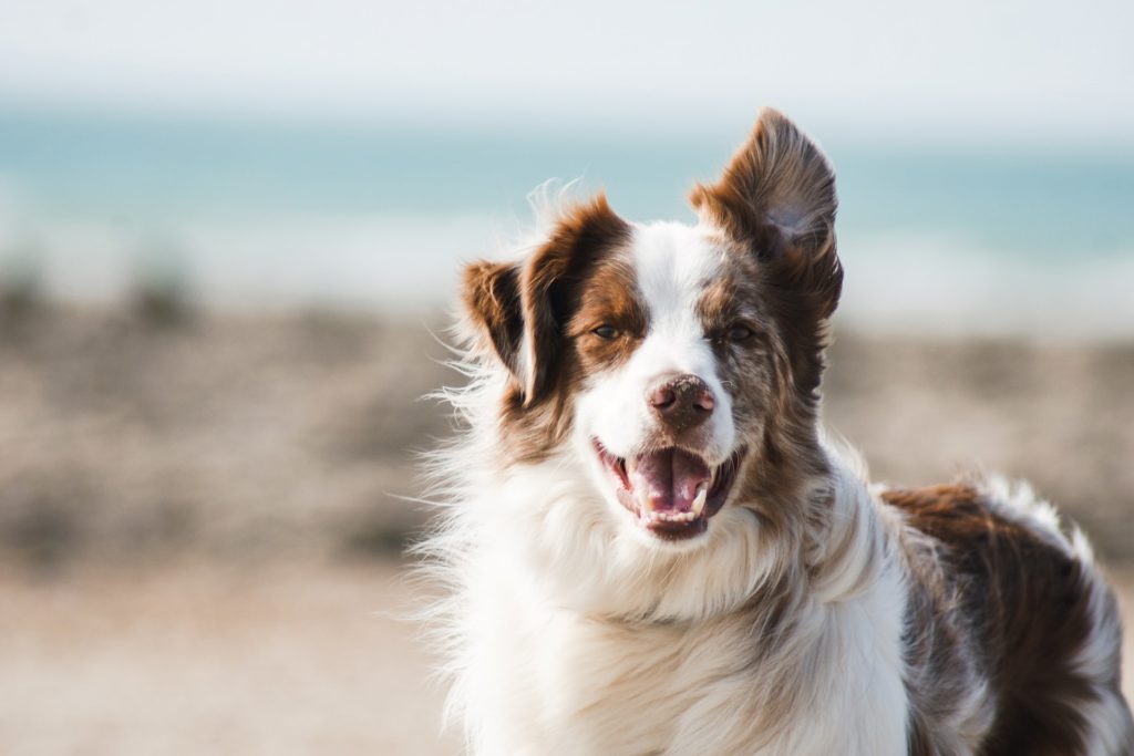 Canine parainfluenza outlet treatment