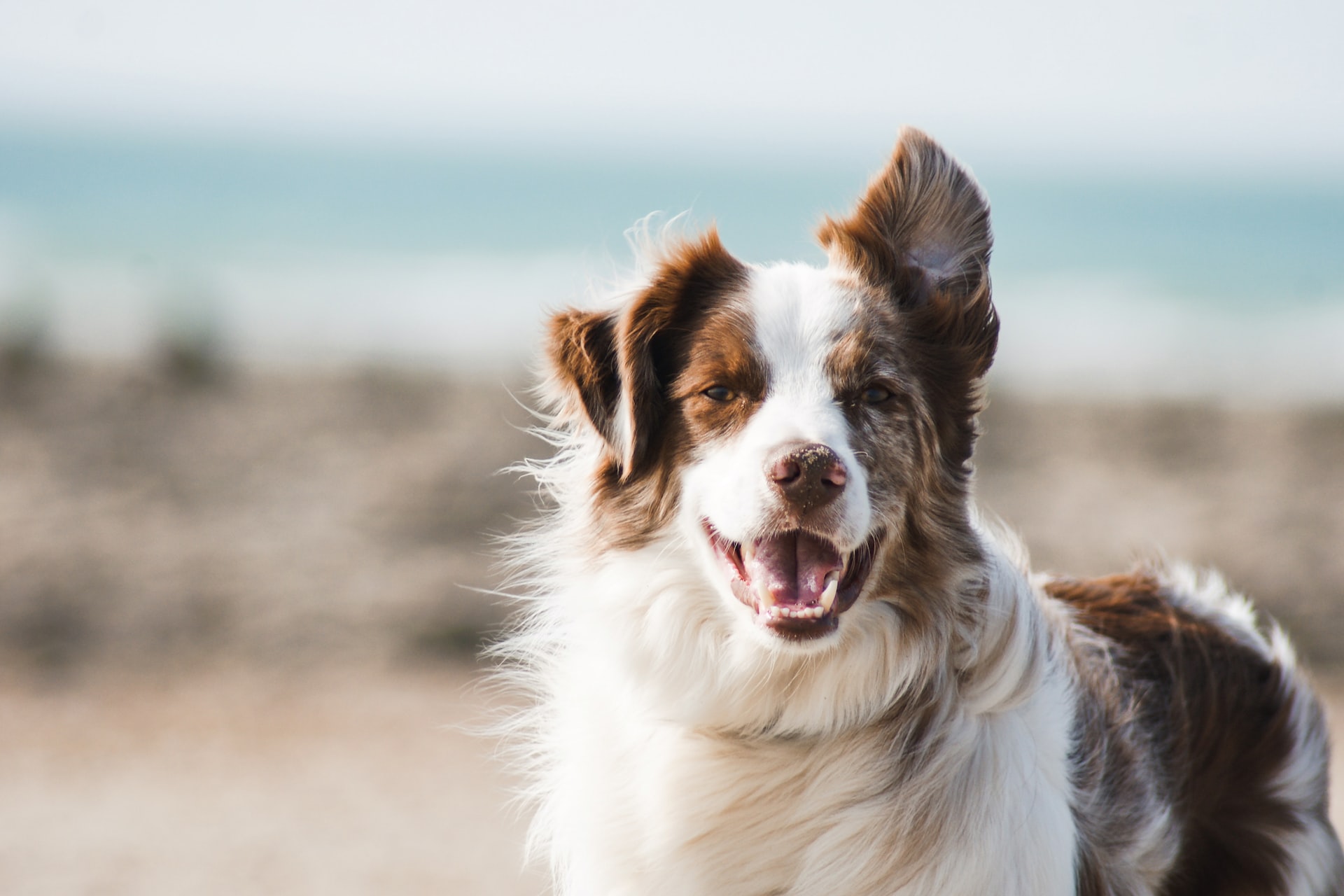 Coronavirus quarantine: How to keep your dogs occupied in isolation