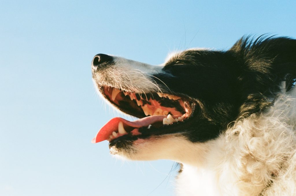 dog showing teeth