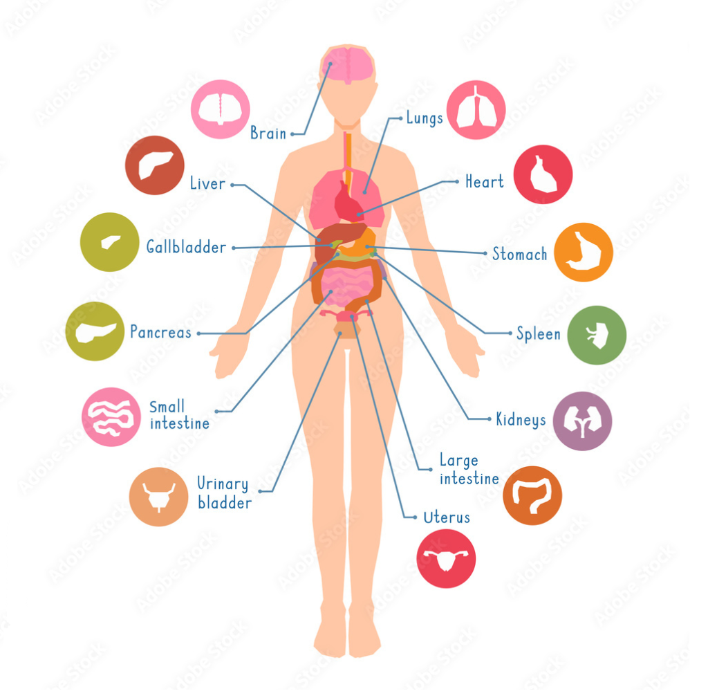 pcos-face-shape