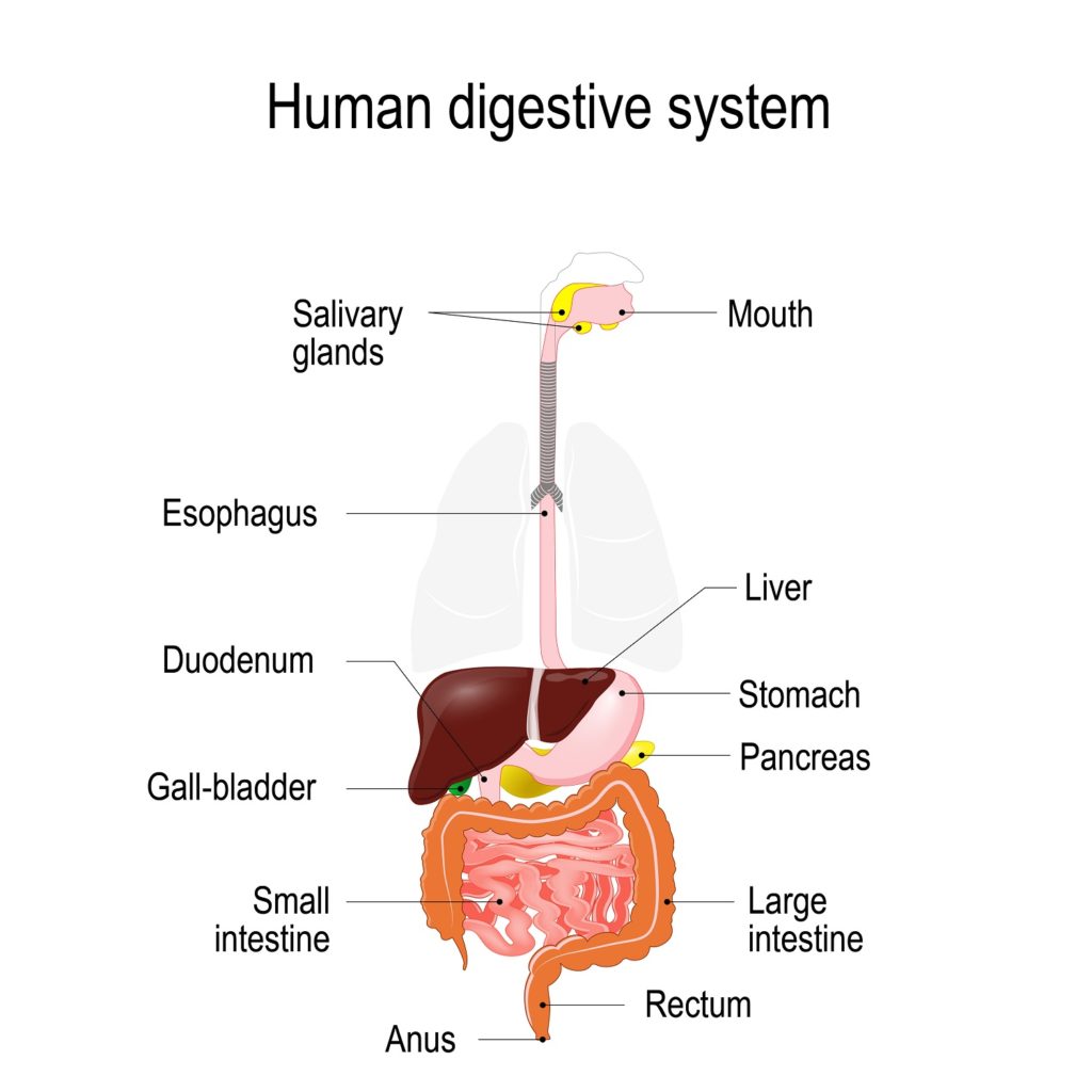 digestive system diagram mouth