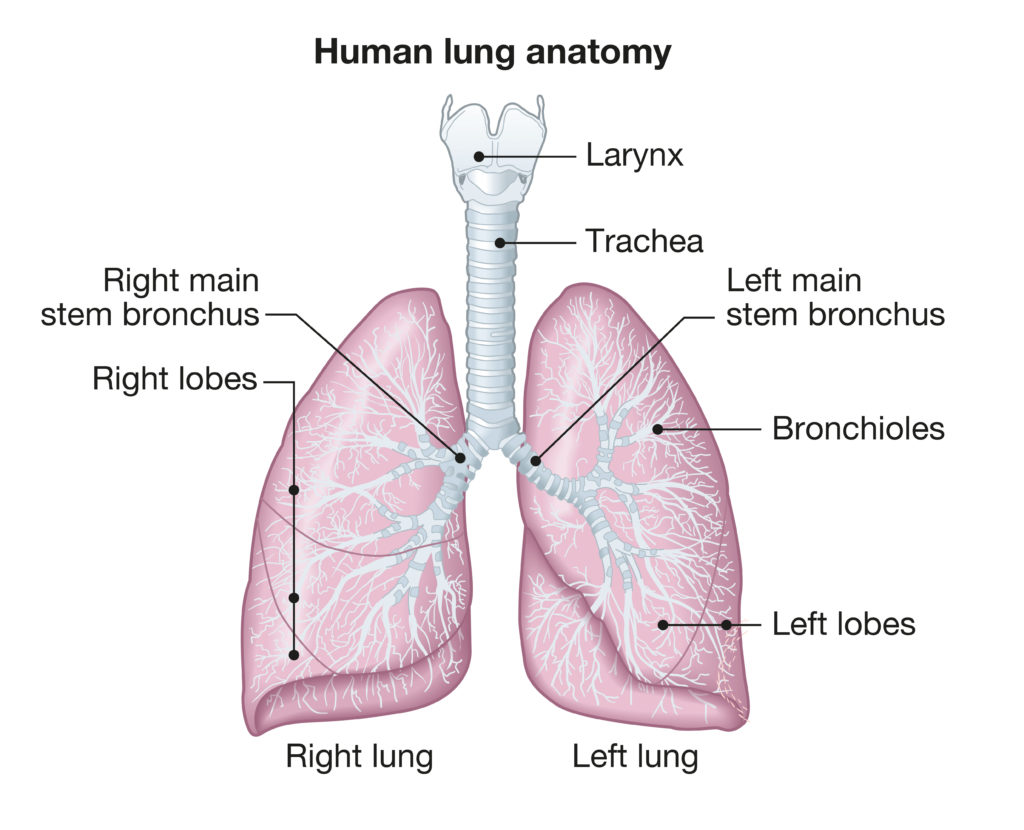 lung diagram