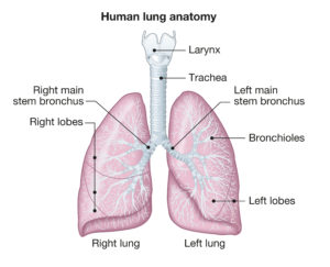 Lung cancer | Home Health UK