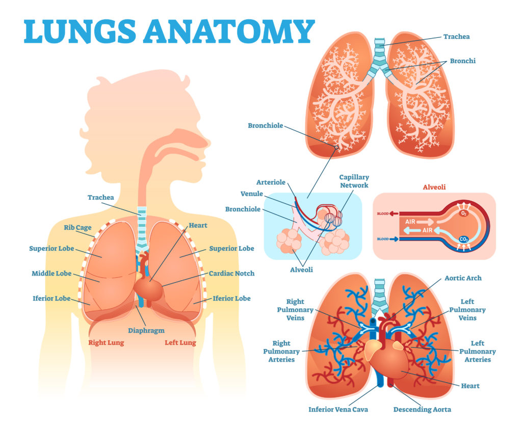 Lung Diagram | Home Health UK
