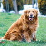 overweight pet health tests