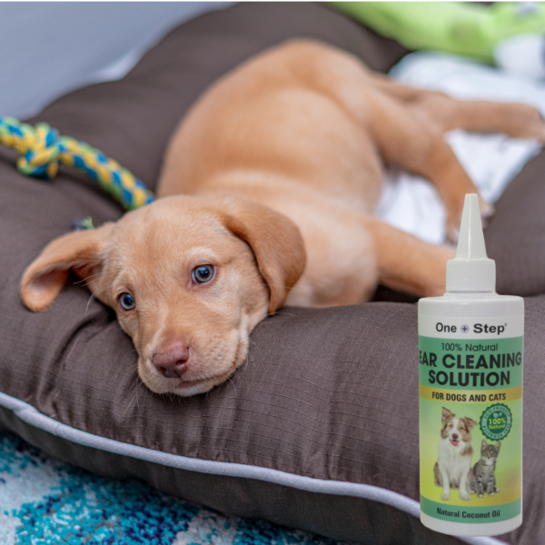 pet ear cleaning solution dog on bed with bottle