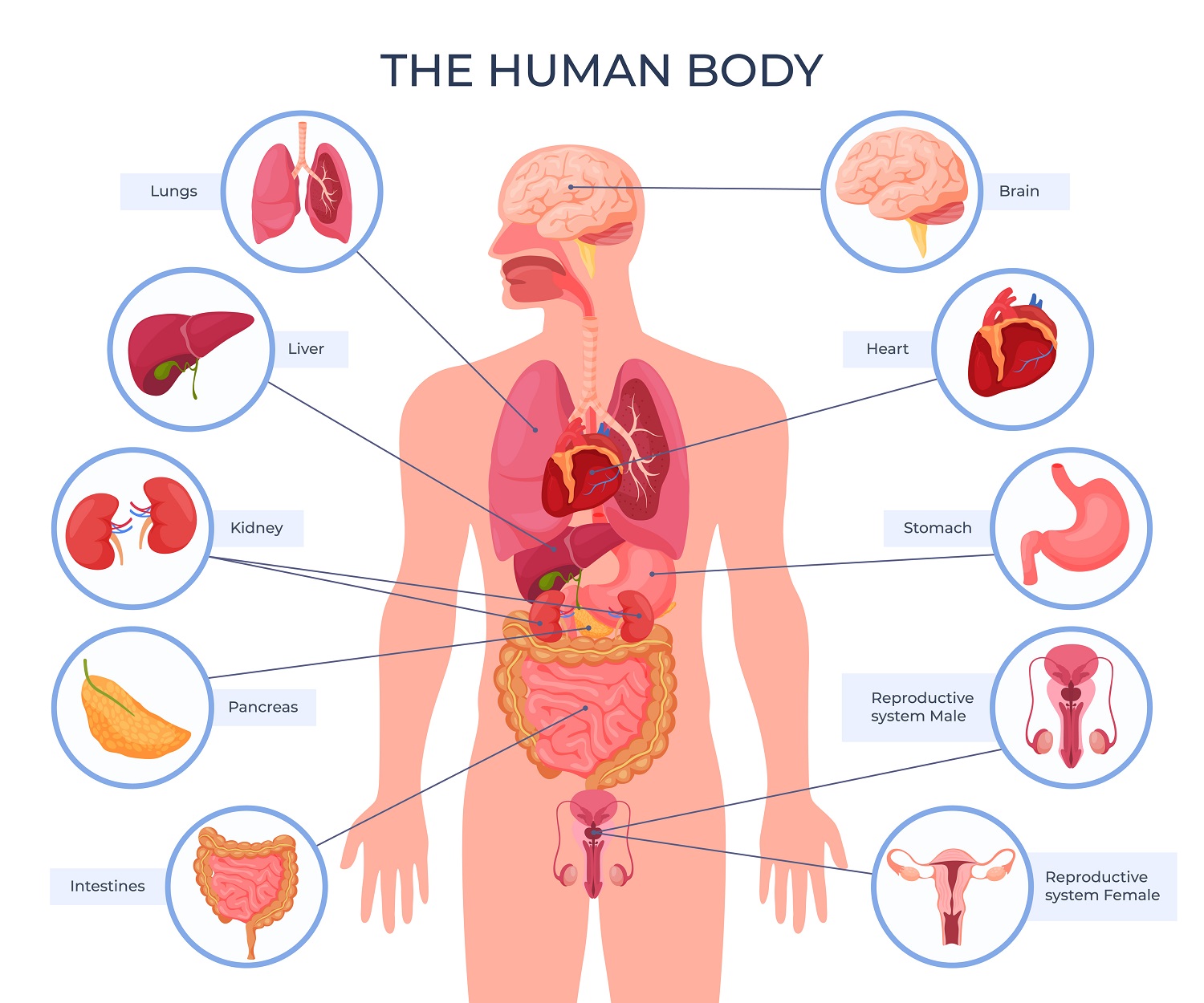 Male Body Diagram | Home Health UK